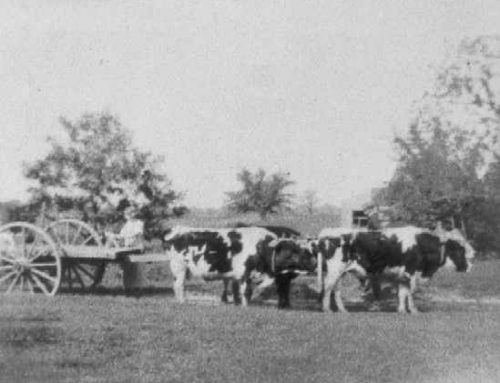 1920-1929 Teams of Oxen (4) and cart